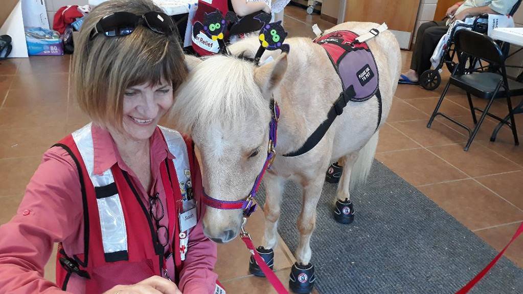 Therapy Mini Horses Lift Spirits